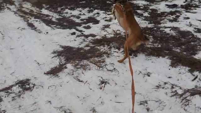 30.012023 г. Кинологи в приюте для бездомных животных "Лисёна" смотреть онлайн