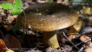 Чёрный груздь (Lactarius necator)