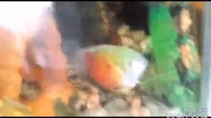 купили рыбку: лялиус, запускаем в аквариум