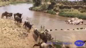 Стада антилоп и зебр переходят африканскую реку. Приятное видео. Никаких крокодилов и опасностей...