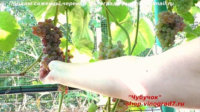 Виноград Рилайнс пинк сидлис - ультраранний кишмиш с высоким содержанием сахара и вкусом земляники смотреть онлайн