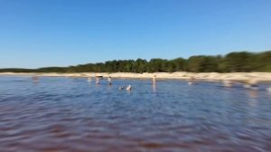 Балтийский берег в районе Соснового бора!