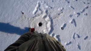 Зимняя рыбалка. Ловля на блесну. Хороший клёв на жерлицы. Часть 1.