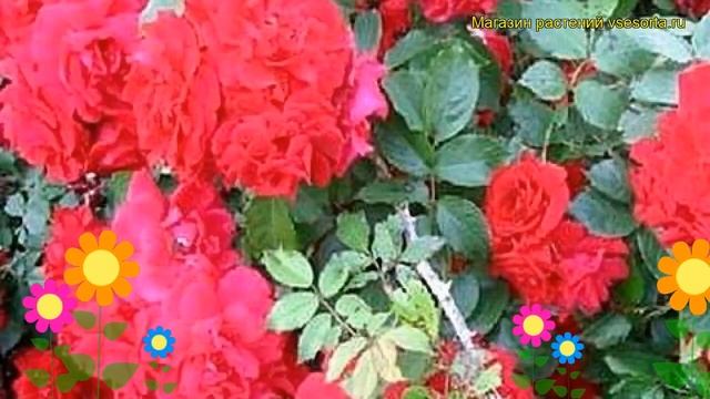 Роза плетистая Скарлетт О Хара. Краткий обзор, описание характеристик Scarlett O'Hara смотреть онлайн