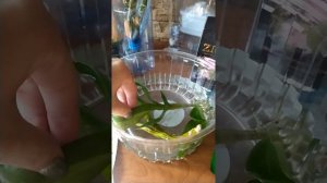 РЕАНИМАЦИЯ ОРХИДЕИ ДЕНДРОФАЛЕНОПСИС