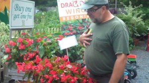 Dragon Wing Begonias