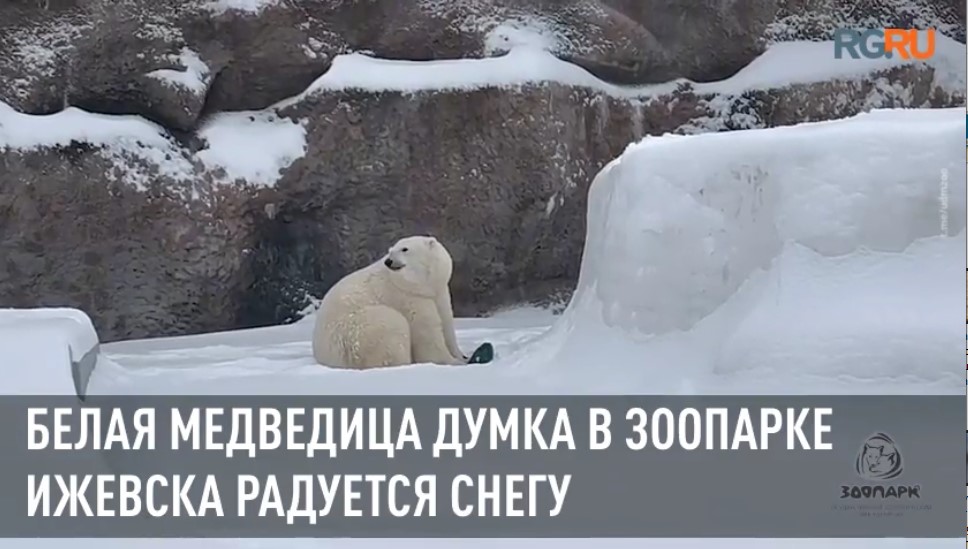 Белая медведица по кличке Думка в зоопарке Ижевска порадовалась обильному снегопаду