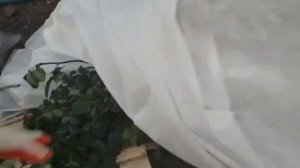 Плетистые розы в средней полосе))