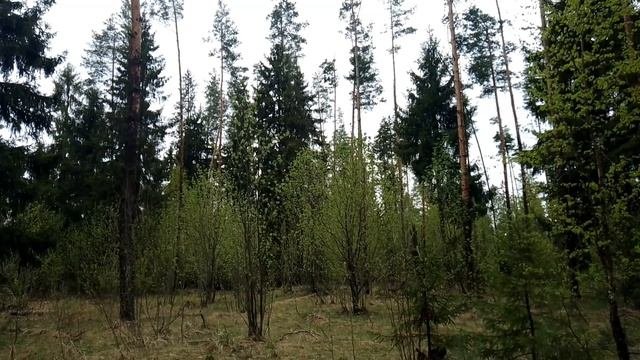 Весенний лес. ч.1. Май 2023