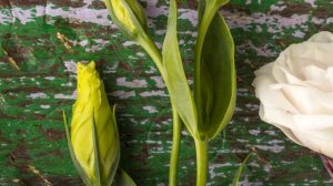 Эустома - выращивание в домашних условиях ? Цветок Эустома ?