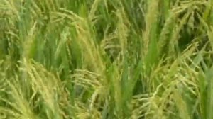 ADT43 Rice Variety