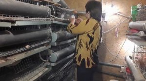 Как отличить самку и самца у перепелов, породы техасский белый и фараон