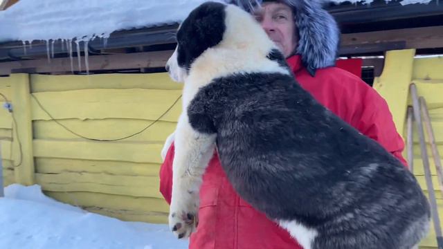 N10.Сука тигрово-белая.Родилась14.12.20. БУЛЬДОЗЕРА линия через Ярса.САО/алабай.РКФ/FCI.+7915778778 смотреть онлайн