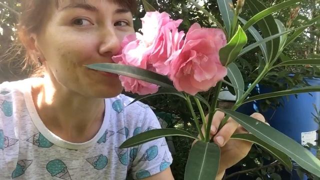 Олеандр - море на подоконнике! Цветёт! Ароматный! смотреть онлайн