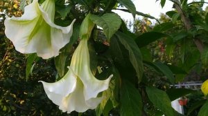 Зацвела бругмансия белая