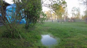 Раннее утро в деревне.Туман.Сирень.dji pocket 2.4k video.