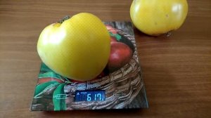 Томат золотые купола - чудо урожай