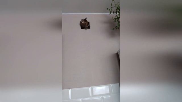 Кот застрял. The cat is stuck смотреть онлайн