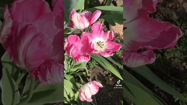 Милые цветы смотреть онлайн