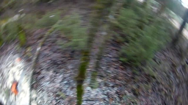 volumetric aspen roll // Ох уж эти осины? // Валка леса // Stihl ms361