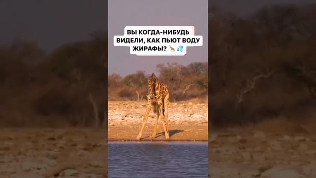 А Вы видели как Верблюд ест колючку и как Жирафы пьют воду? 🐫🦒