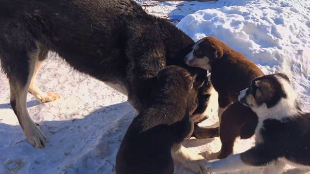 Central Asian Shepherd and his puppies😍Отец и щенки💖Саги Чупони смотреть онлайн