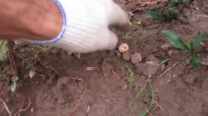 Простой способ размножения астры.