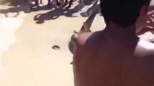 Уникальные кадры !!! Акула рожает на пляже