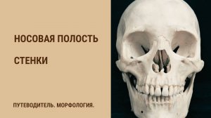 Носовая полость. Стенки носовой полости.