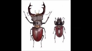 ТОП 10 самых крупных жуков на планете