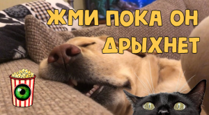 ПОДБОРКА ✨ ЗВЕРОМАНИЯ ? LOVE FOR ANIMALS #13