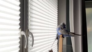 Учим попугая говорить "Рома"