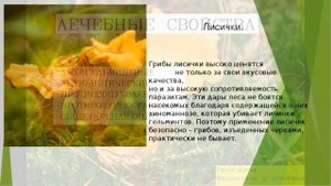 Лисички грибы лечебные свойства/Магические свойства грибов
