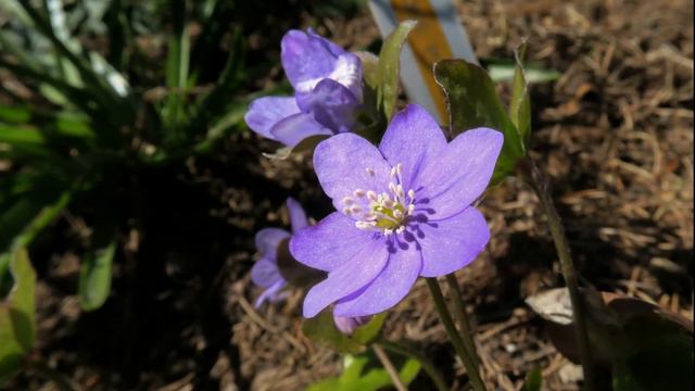 Den blå Anemone fra Gråsten смотреть онлайн