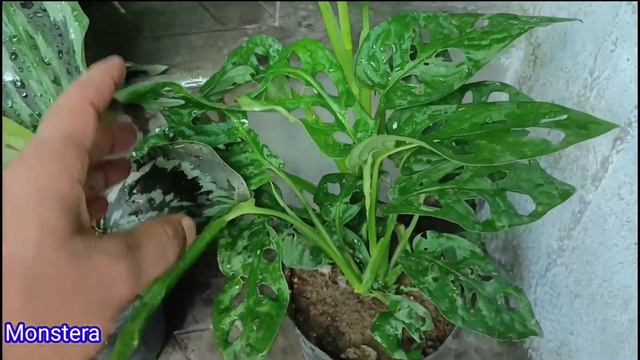 Best Indoor Plants India | Best Indoor Plants for Clean Air | Top 10 Indoor Plants India