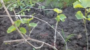 ПРИ ПЕРЕСАДКЕ ВЗРОСЛЫХ КУСТОВ ВИНОГРАДА ОБРЕЖЬТЕ НА 2 ПОЧКИ.