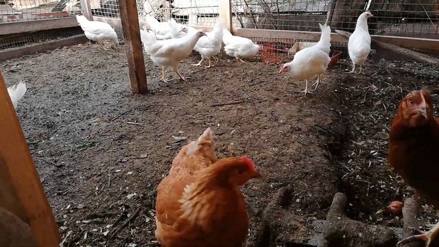 Влияние петуха на яйценоскость кур.