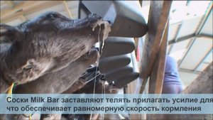 Поилки для телят Милк Бар Milk bar