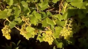 ВИНОГРАД АРКАДИЯ .НАЧАЛО СОЗРЕВАНИЯ ЛОЗЫ.