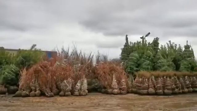 Разгрузка деревьев с поля. Питомник Ярус.