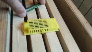 ПЧЕЛОМАТКА сеет яйца. Как подсадить матку в улей с пчёлами