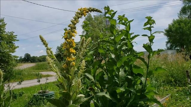 Mullein | Verbascum thapsus - Identifying, harvesting and using смотреть онлайн