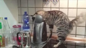 Кот на Кухне. Ночной дозор. Приколы с Котами