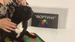 Как Правильно Носить Удавку для Собак? ЛайфХаки с Удавкой для Собак