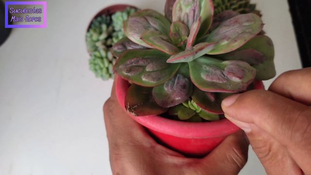 Como Fazer Mudas por folha da Suculenta Baron bold смотреть онлайн