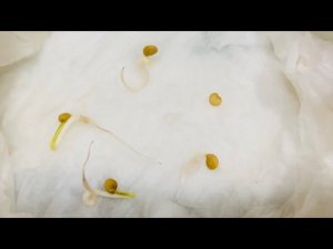 Сажаем пророщенные семечки перцев и баклажанов