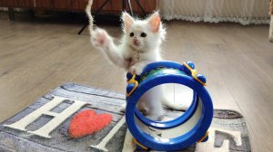 Котята Миа и Лиза играют со сломанным барабаном и струной 3.