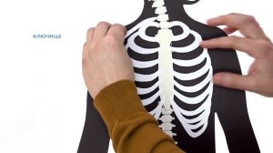 3. Наши главные кости . Окружающий мир - 3 класс