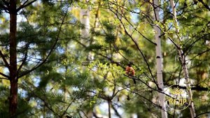 Весна в санатории "Кедр" г. Саянск