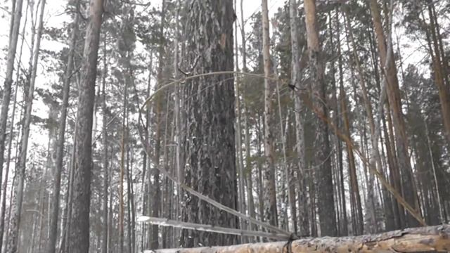Часть вторая.Петли на зайца не оправдывают ожидания 12.01.2019г. смотреть онлайн